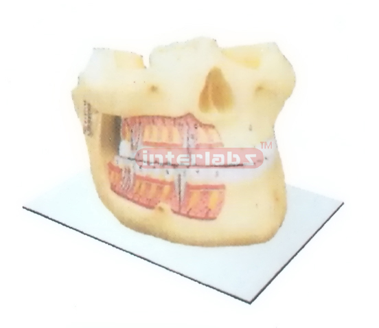 WHOL Y MANENT TEETH MODEL